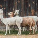 Alpaca