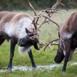 Caribou-Alaska-Wildlife-Conservation-Center
