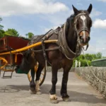 Horse-ride-in-Killarney