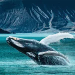 Ultimate Alaska Land & Cruise