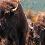 Panorama of herd of grazing American Bison (Bison Bison) or Buffalo panoramic web banner
