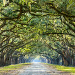 Savannah, Georgia, USA oak tree lined road at historic Wormsloe Plantation.